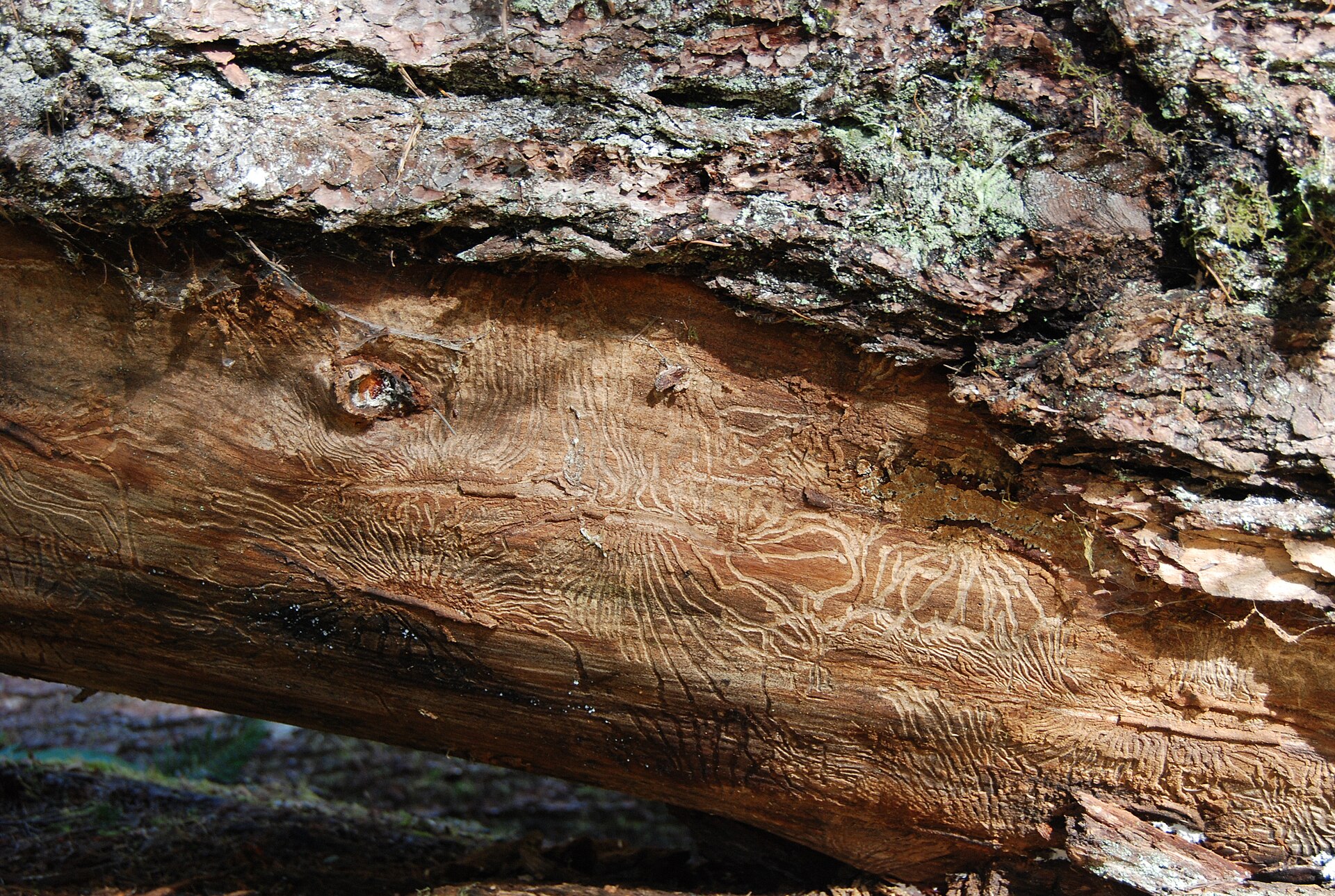 Bark beetle damage on a tree trunk