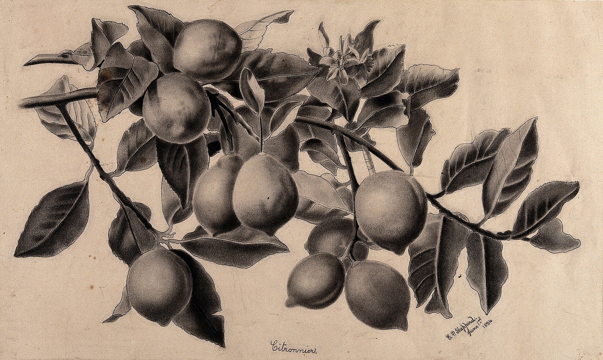 Botanical illustration of a lemon branch with fruit and flowers