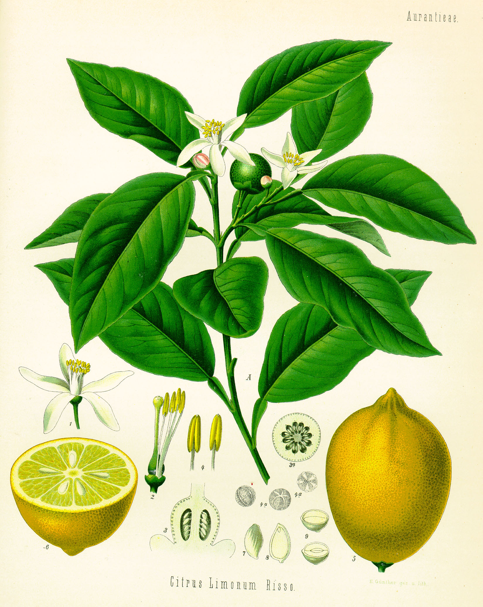 Köhler's botanical illustration of Citrus limon showing fruit, flowers, leaves, and cross-sections