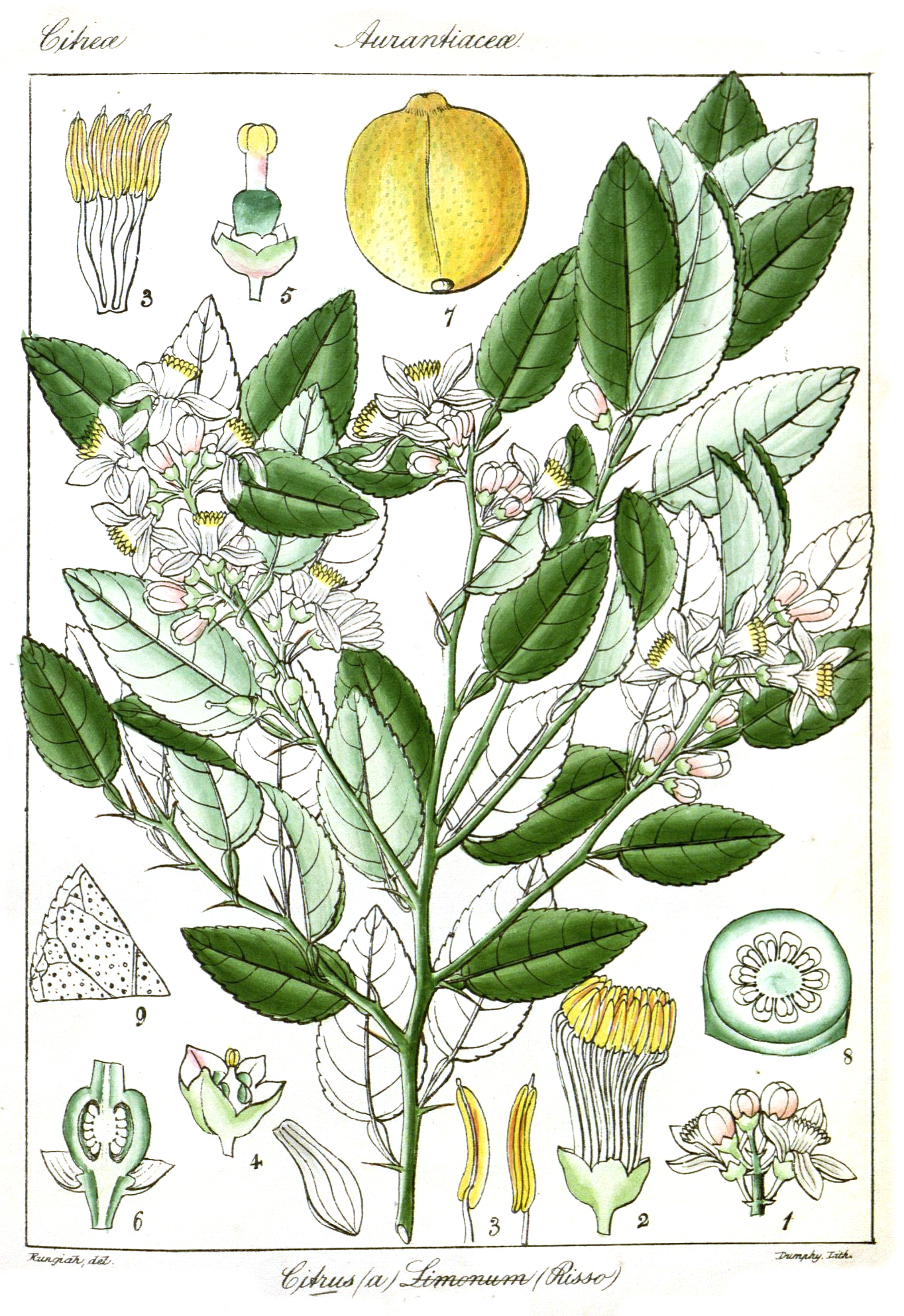 Botanical illustration of Citrus limon by Rungiah