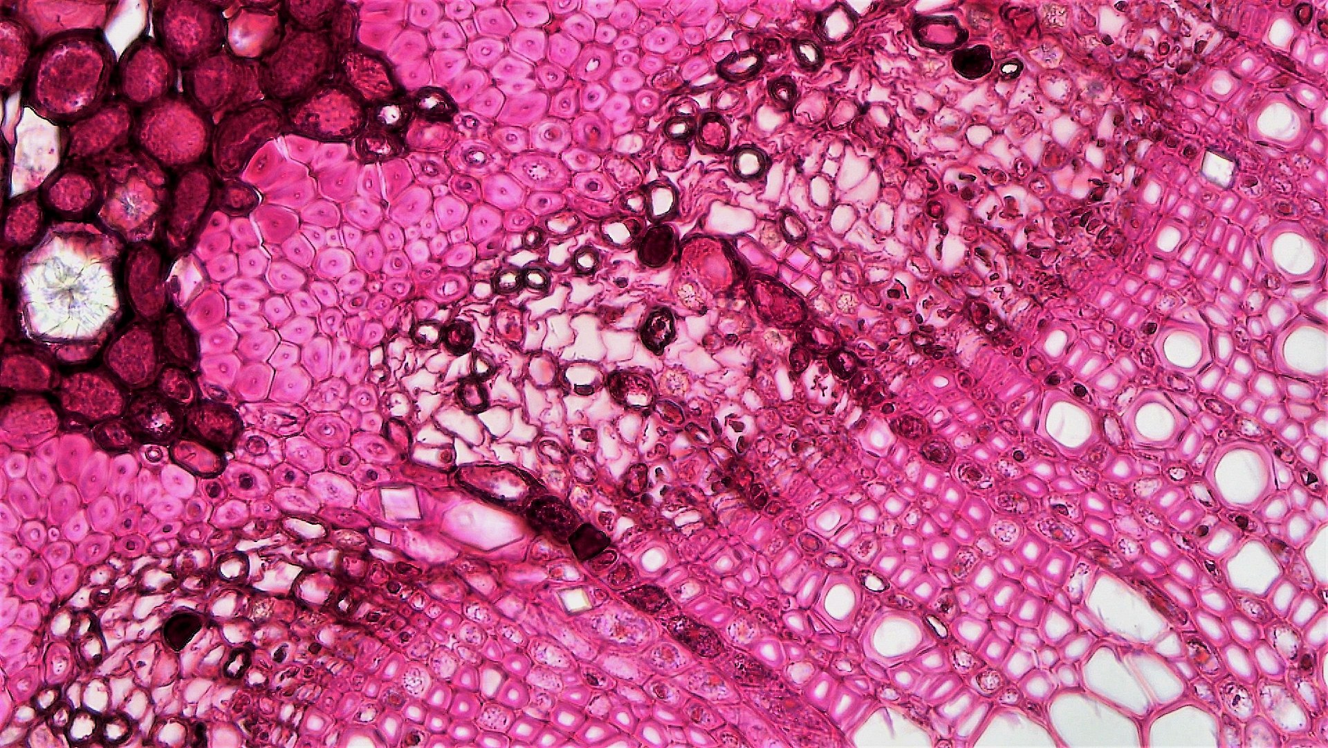 Microscopy cross-section showing cambium, phloem, and xylem layers