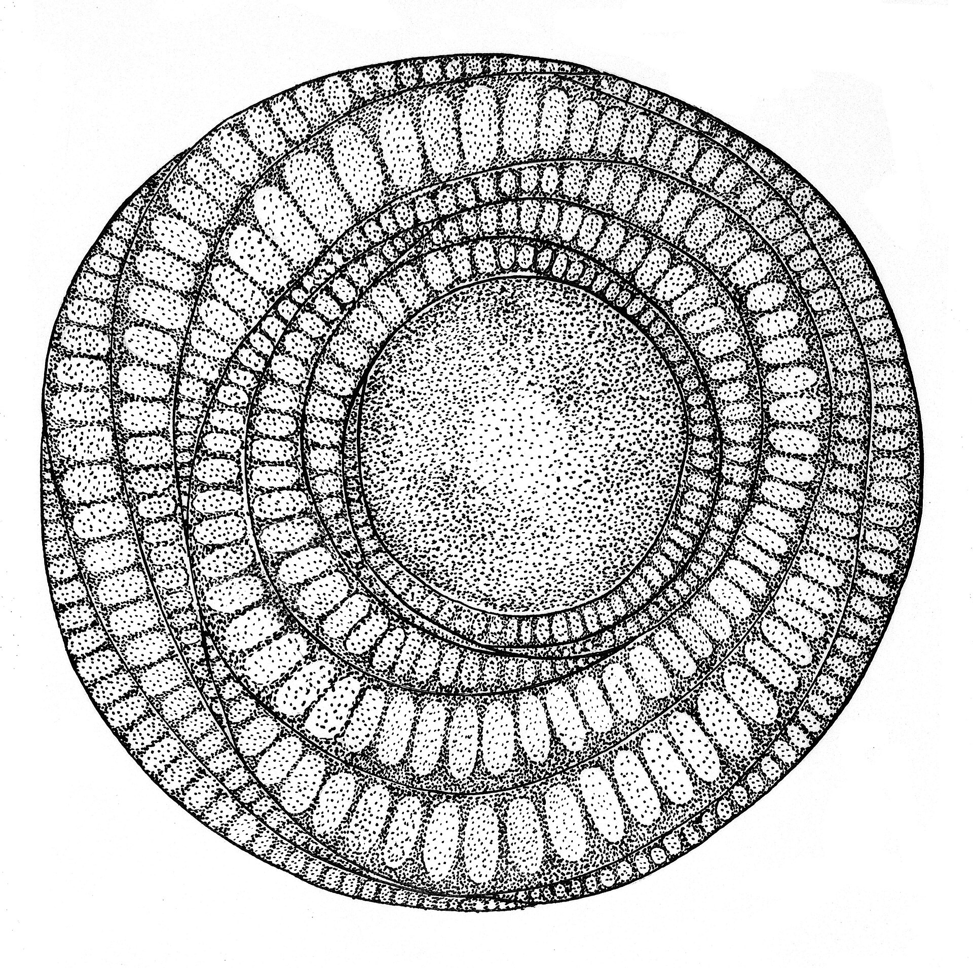 Cross-section through a tree trunk showing growth rings and tissue layers