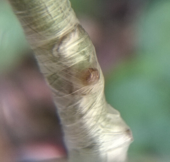 Chip bud graft immediately after insertion, showing the bud shield seated in the cut