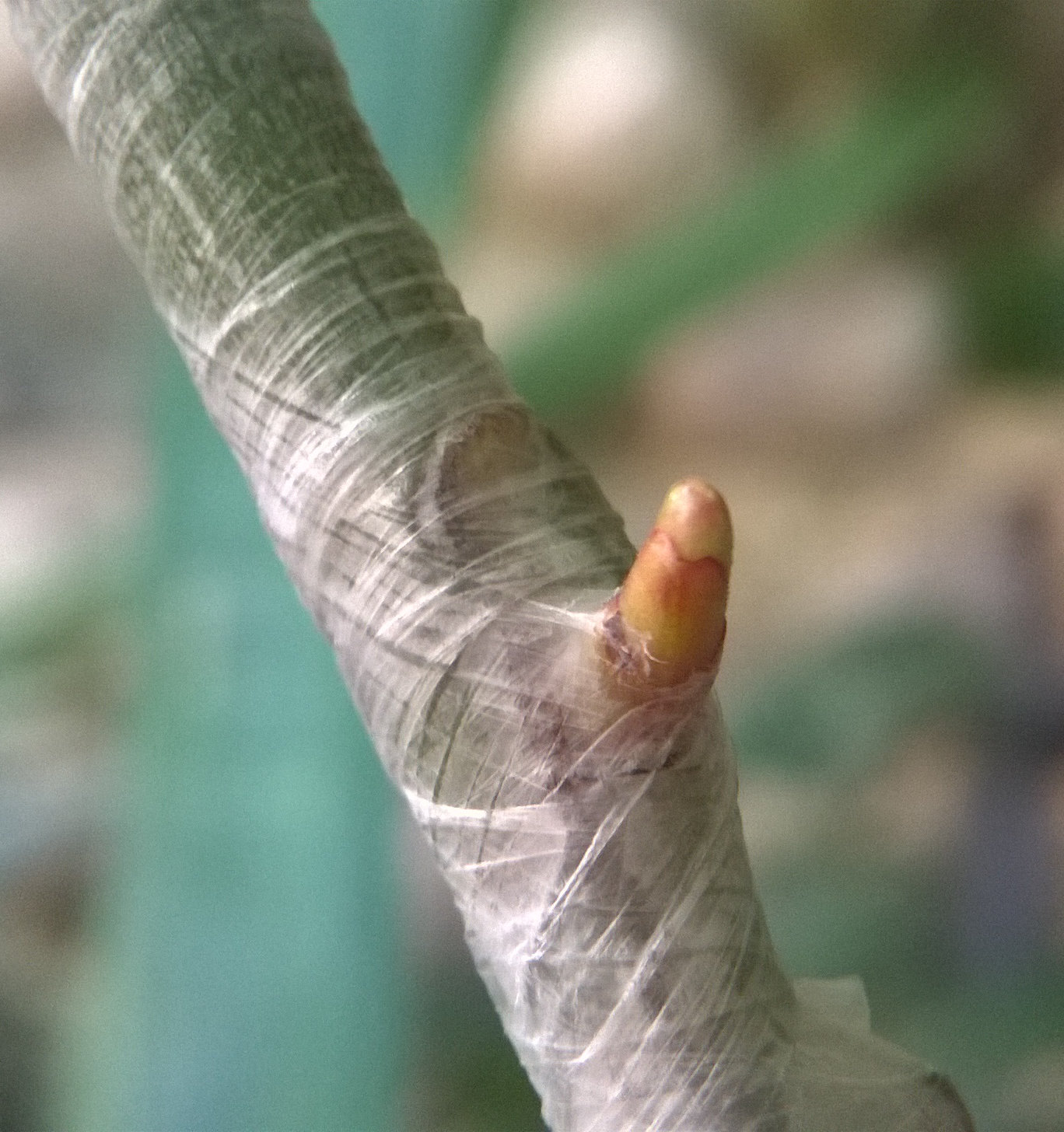 Chip bud graft at 5 days, wrapped in parafilm, showing early healing