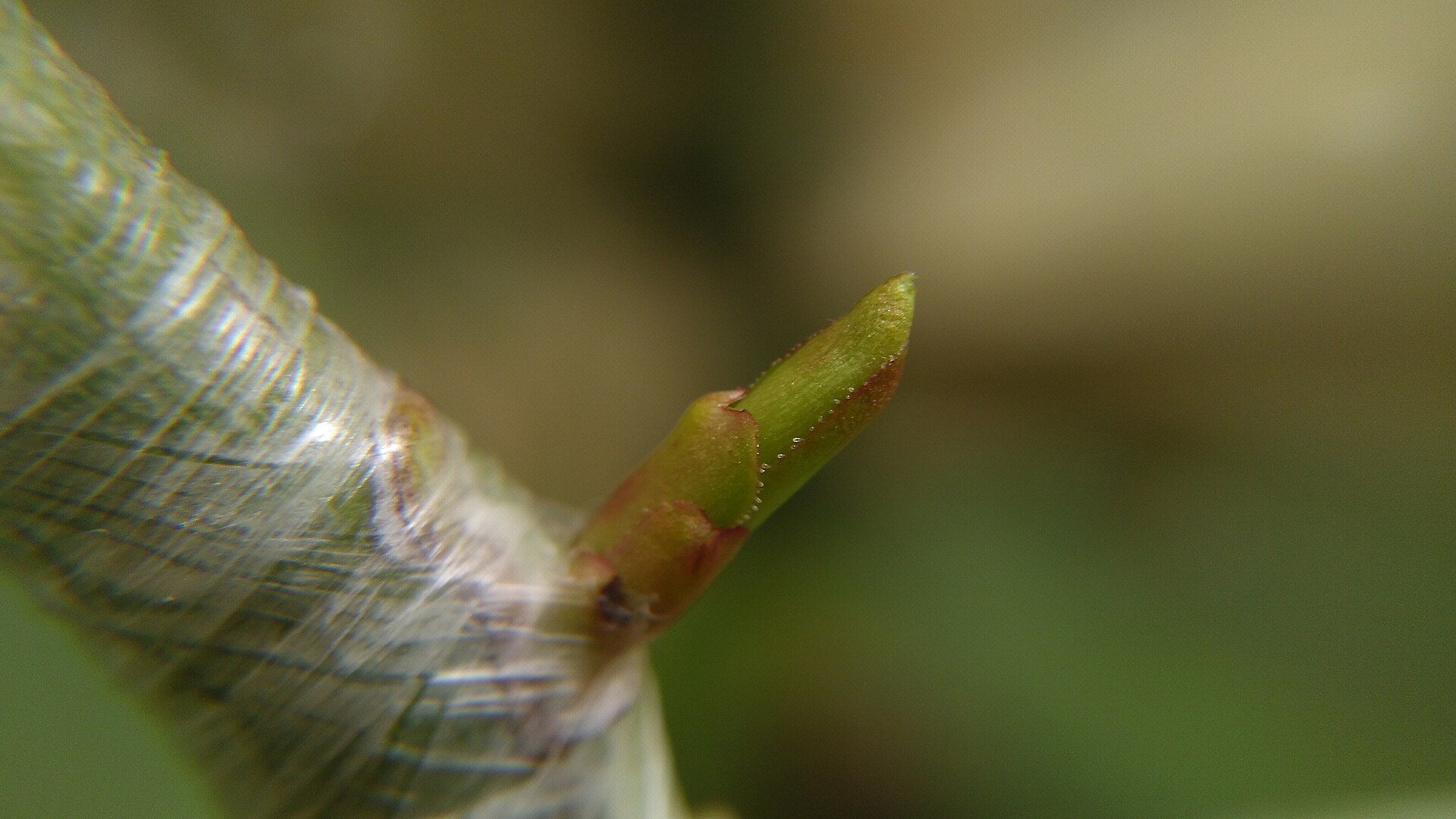 Chip bud graft at 7 days, callus tissue visible at wound margins