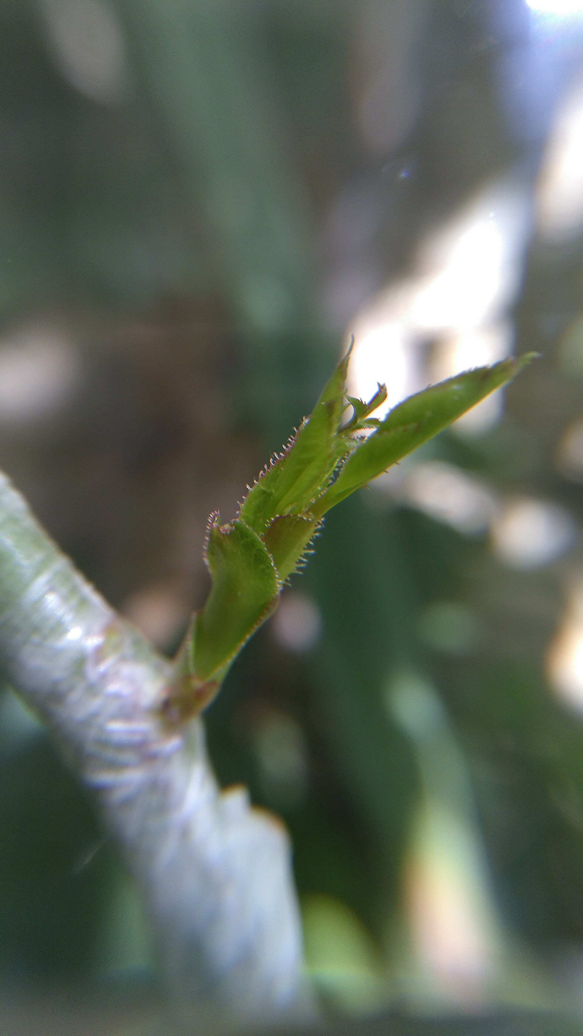 Chip bud graft at 10 days, petiole stub browning and ready to drop