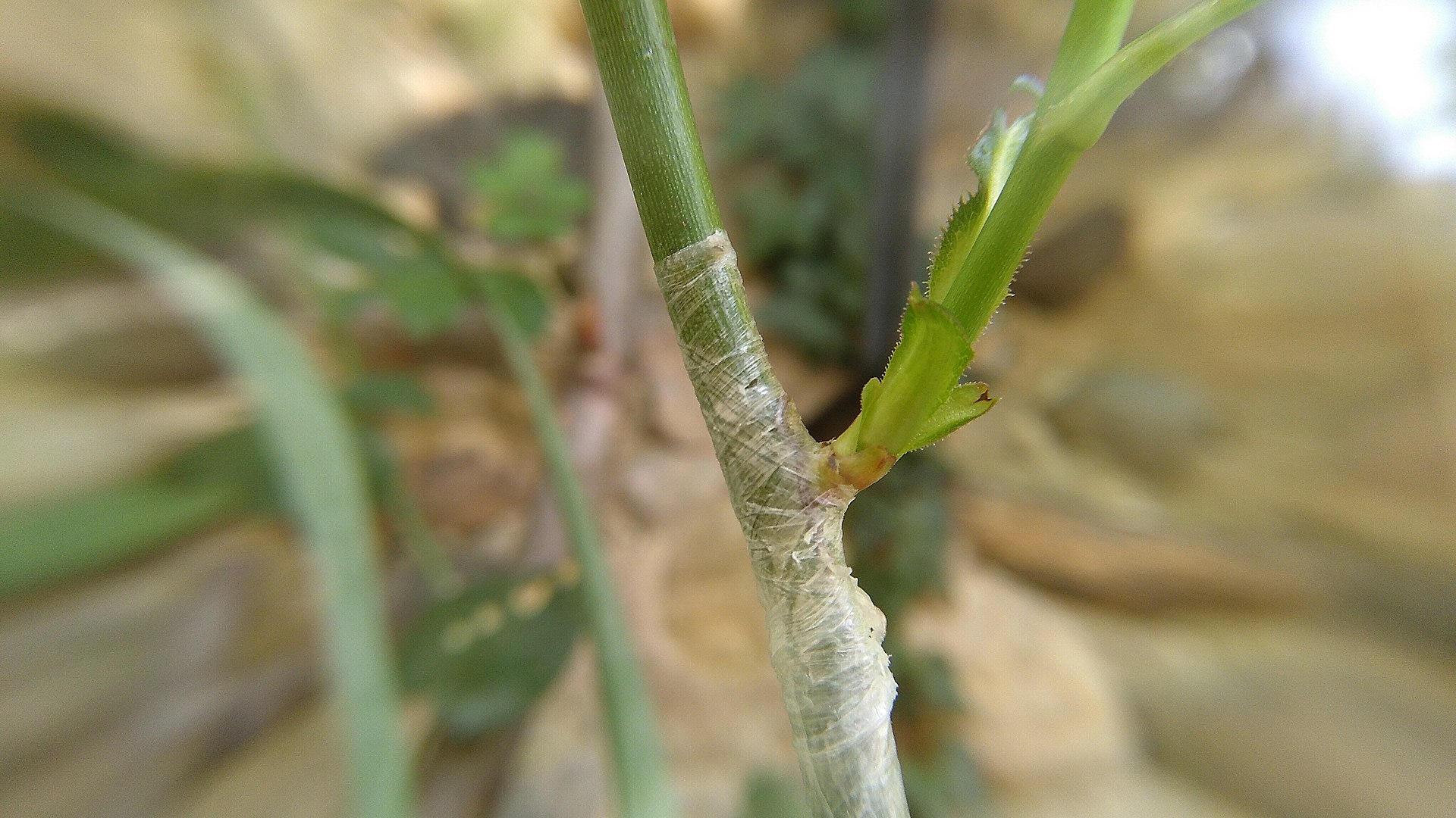 Chip bud graft at 20 days, fully healed union with the bud beginning to swell