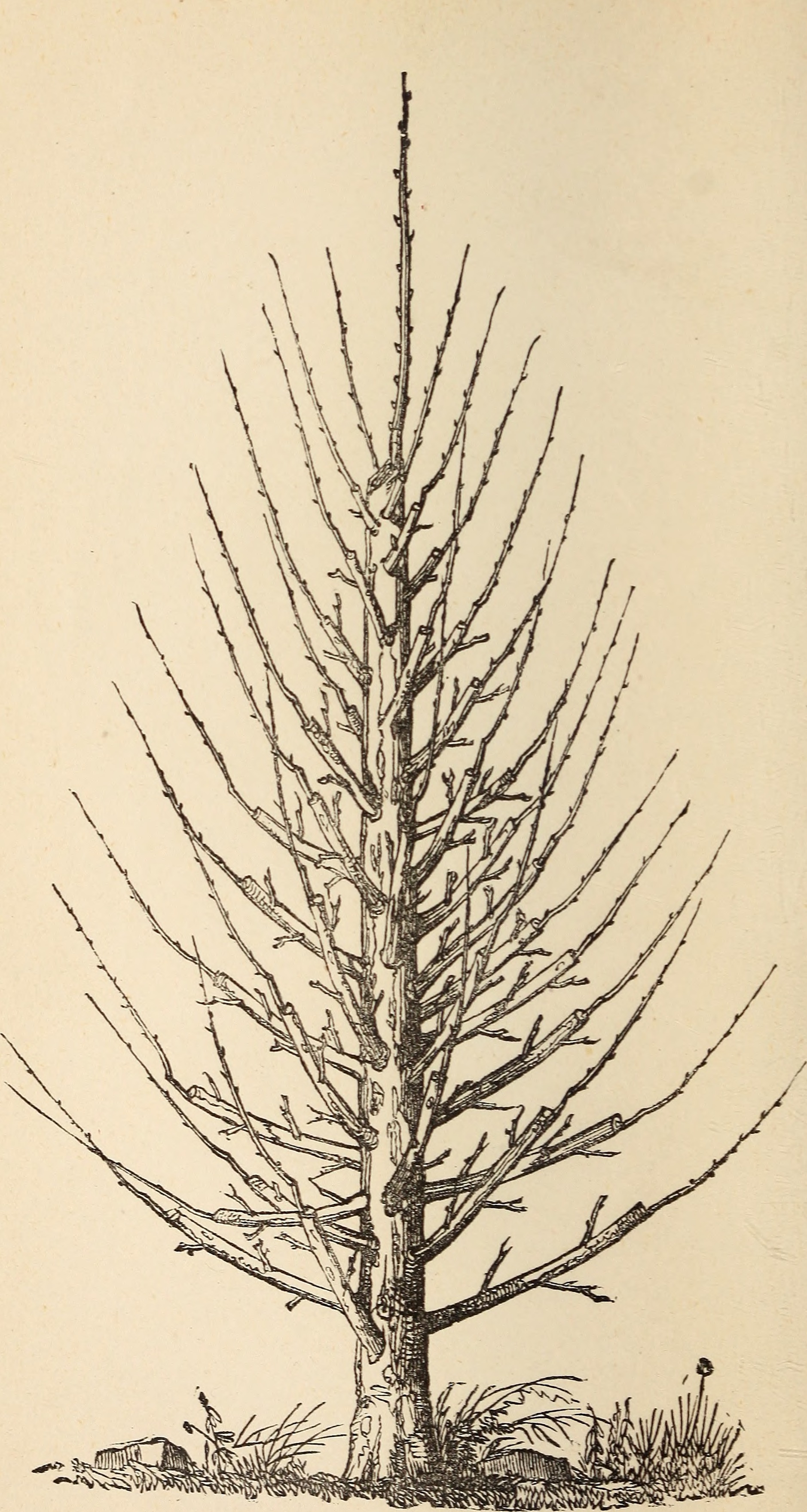 Historical illustration from The Art of Grafting and Budding, 1879, showing various grafting techniques