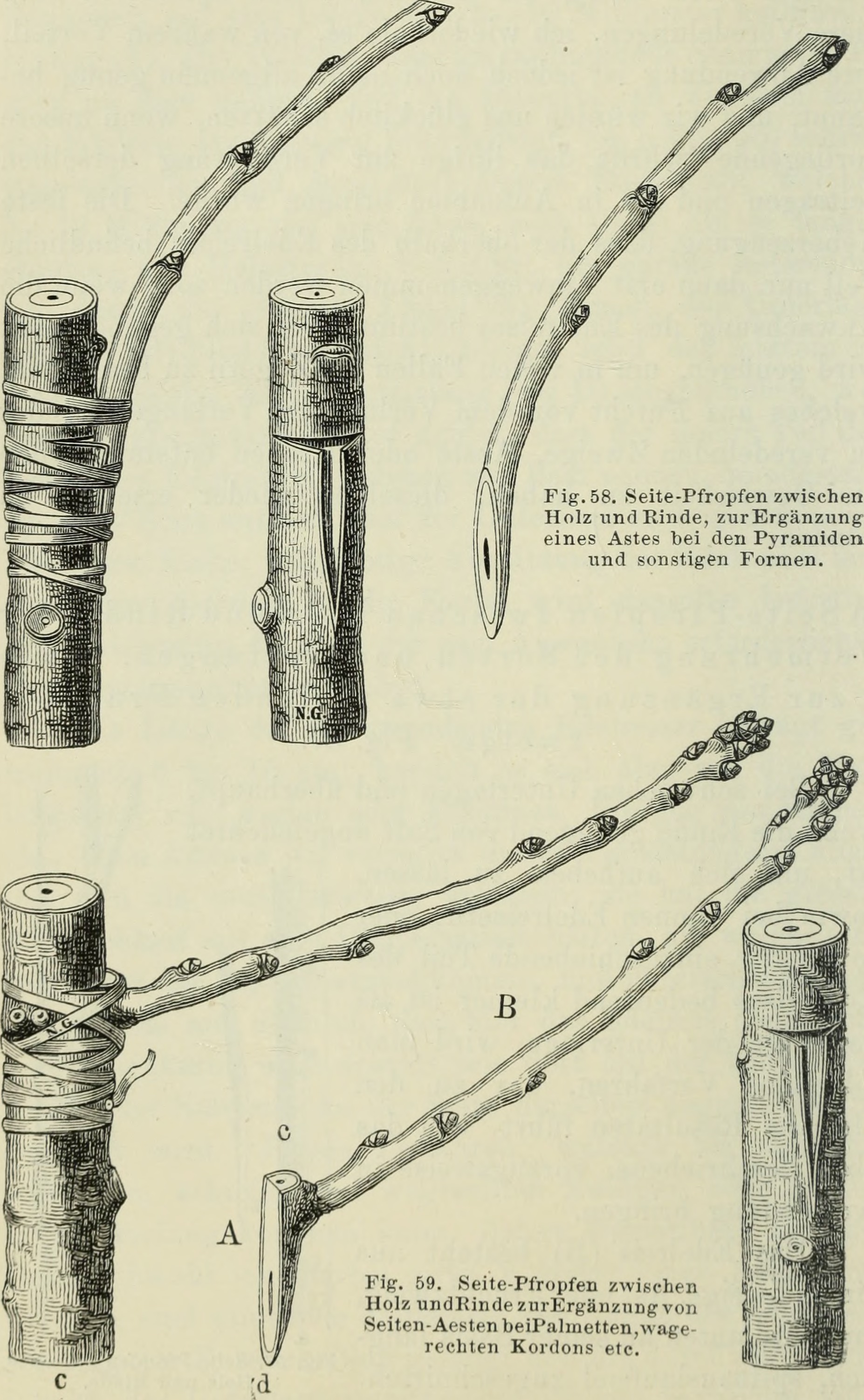 Detailed 1891 illustration showing multiple grafting and budding methods