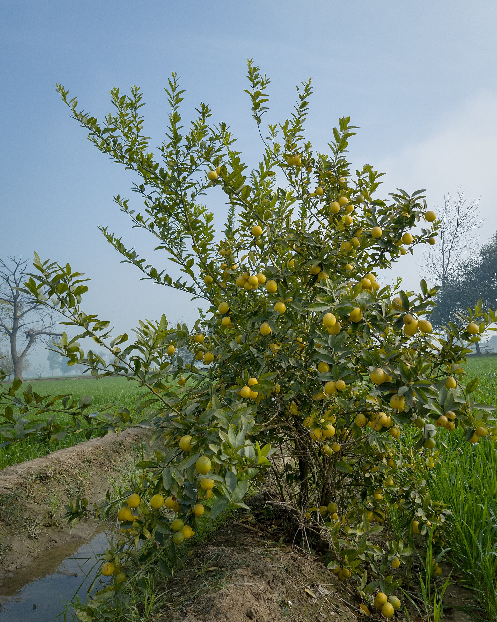 Mature lemon tree with abundant fruit