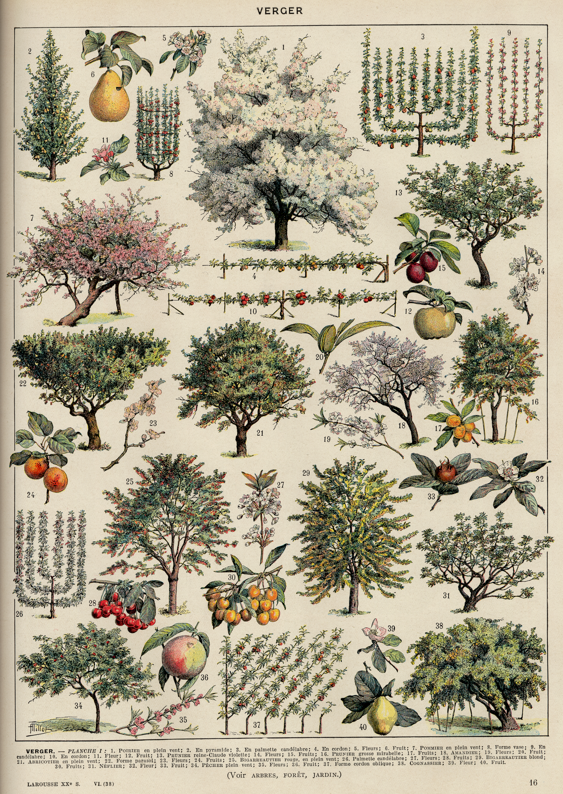 Encyclopedic illustration of orchard management including pruning, grafting, and tree training techniques