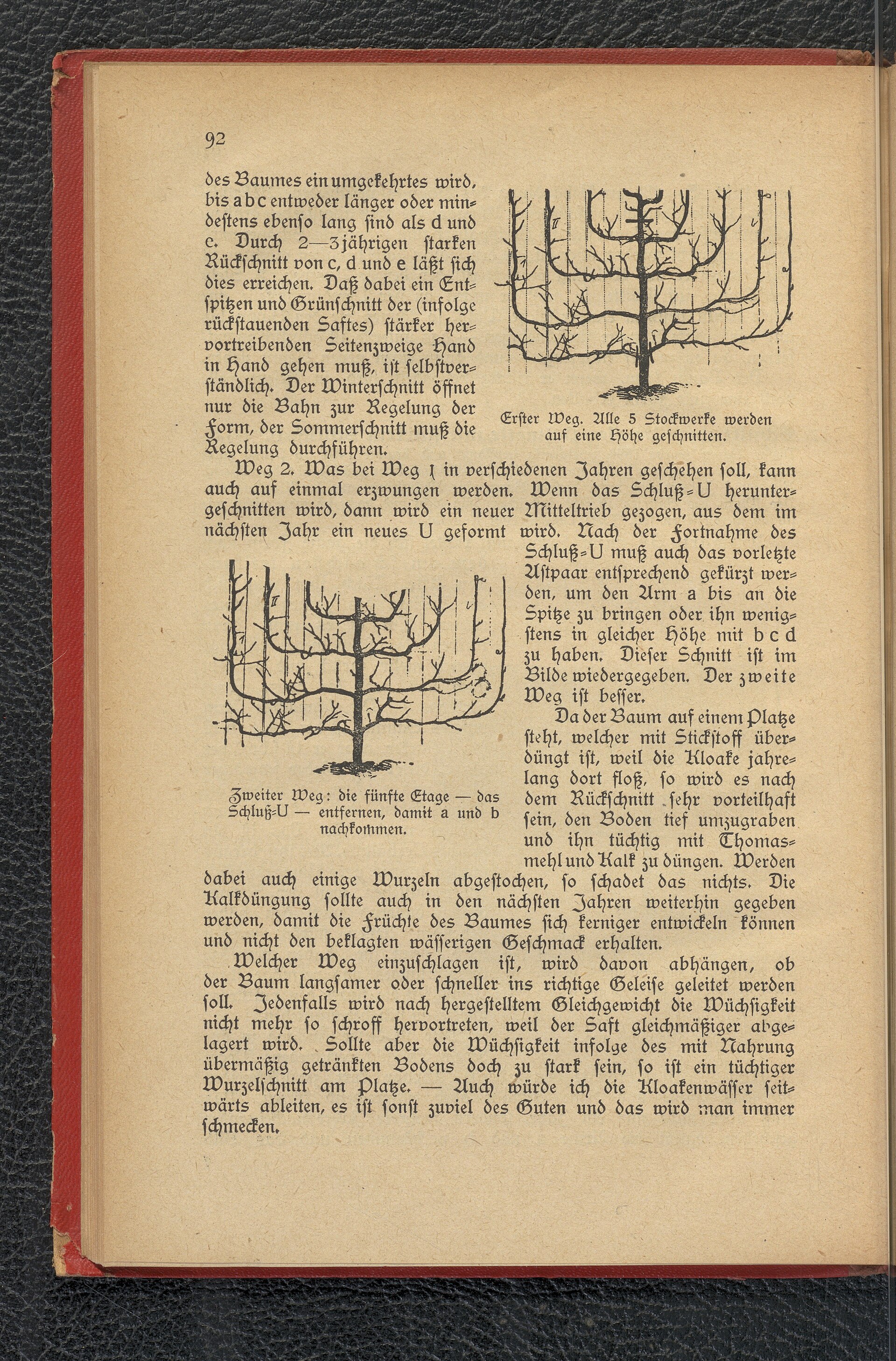 Historical pruning diagram showing where to make heading cuts on different branch types