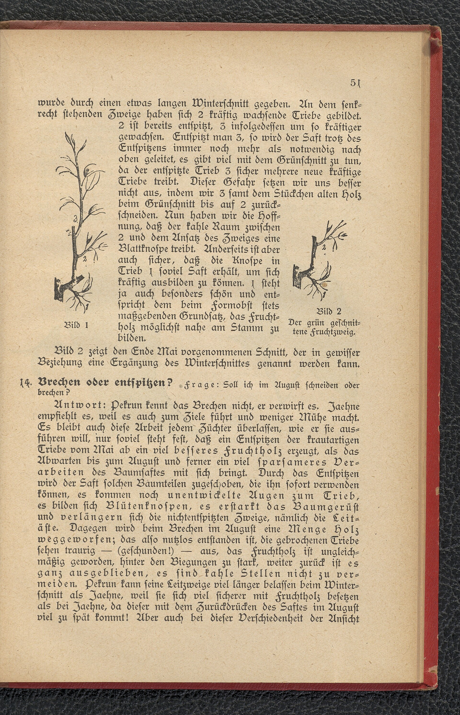 Historical pruning manual showing branch architecture and cut placement