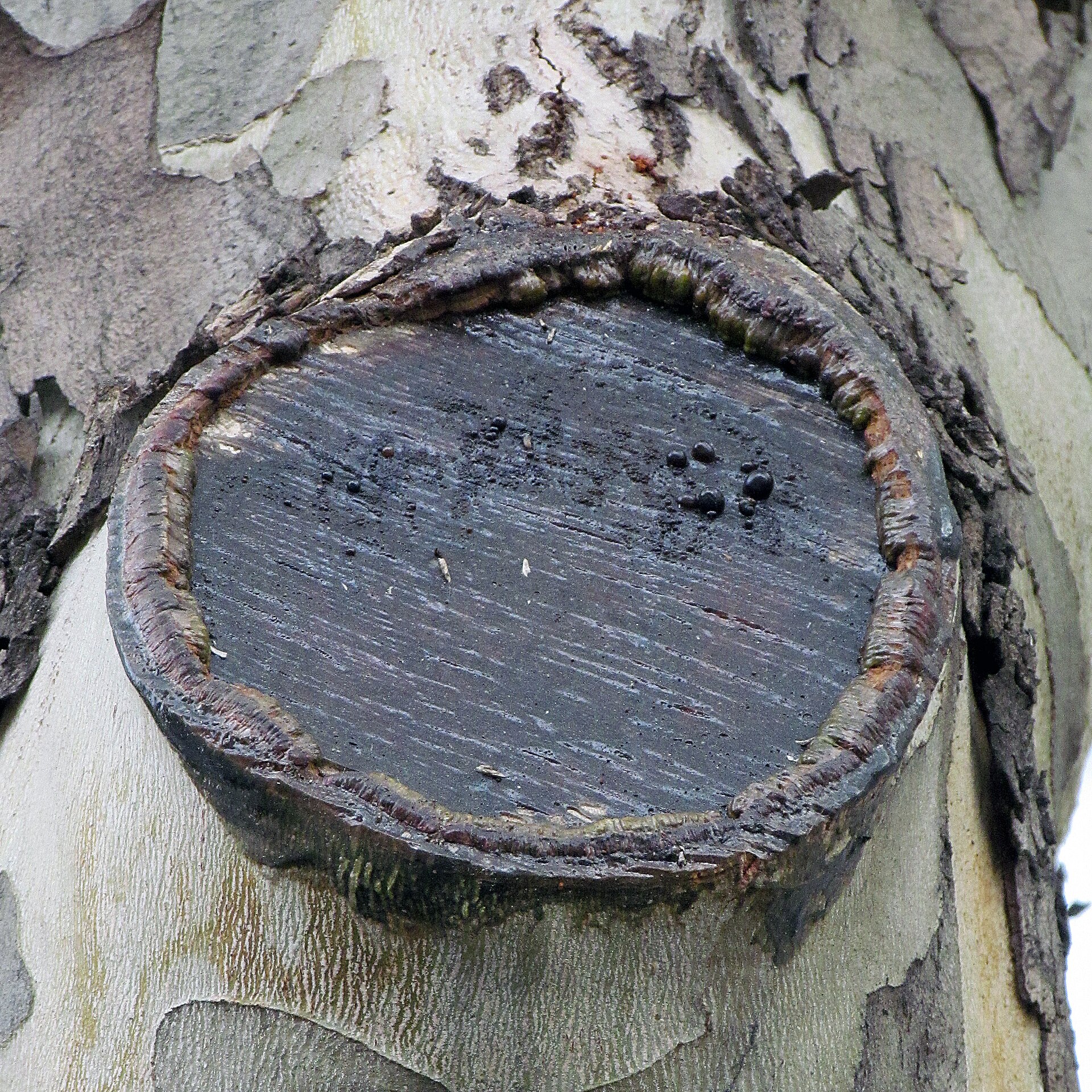 Pruning sealer being applied to a fresh cut wound