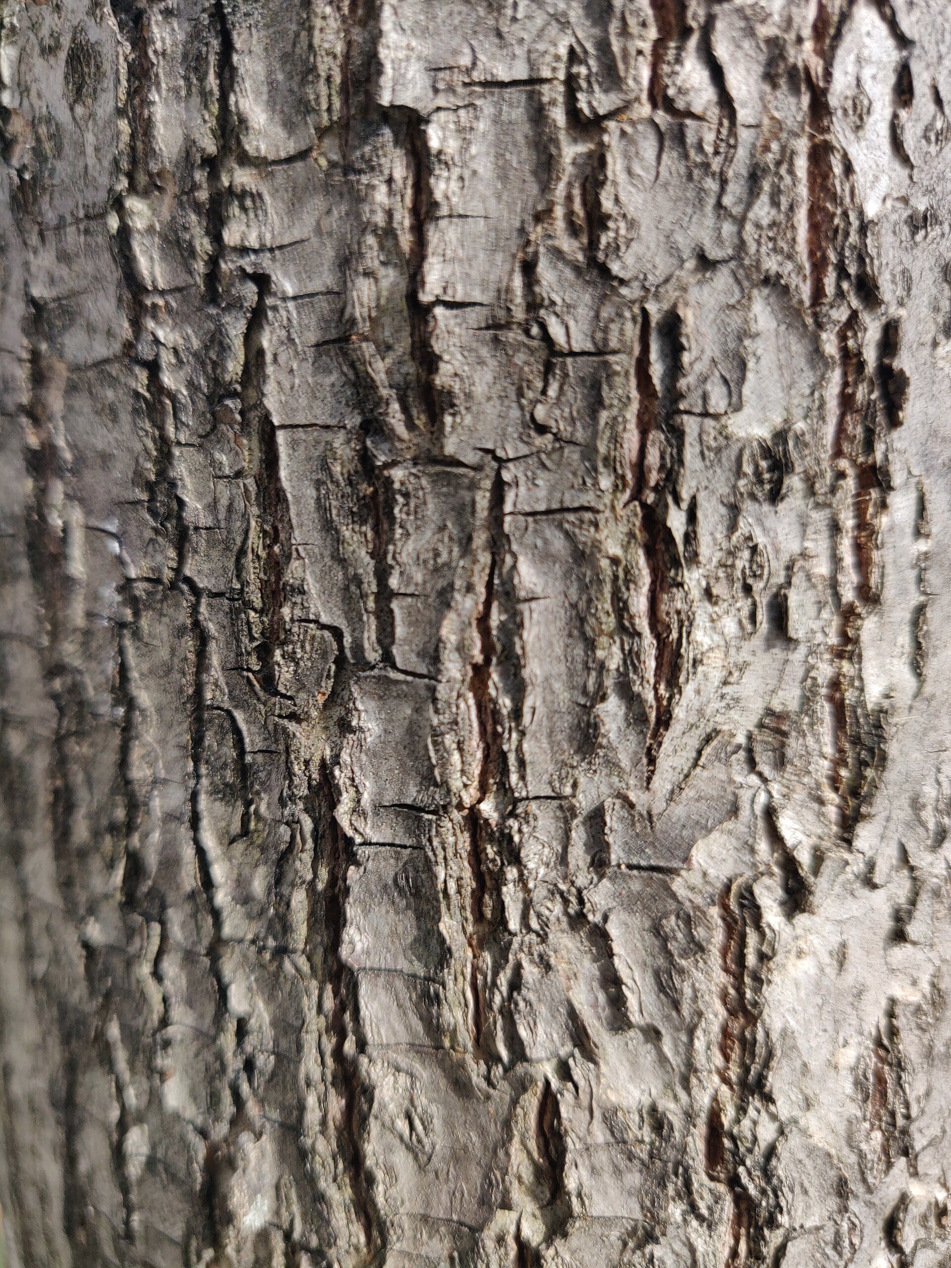 Close-up of tree bark texture