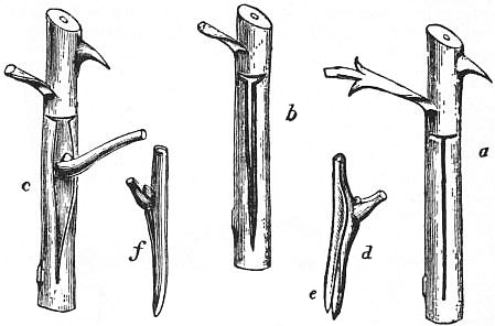 Shield-budding technique diagram from Encyclopaedia Britannica 1911