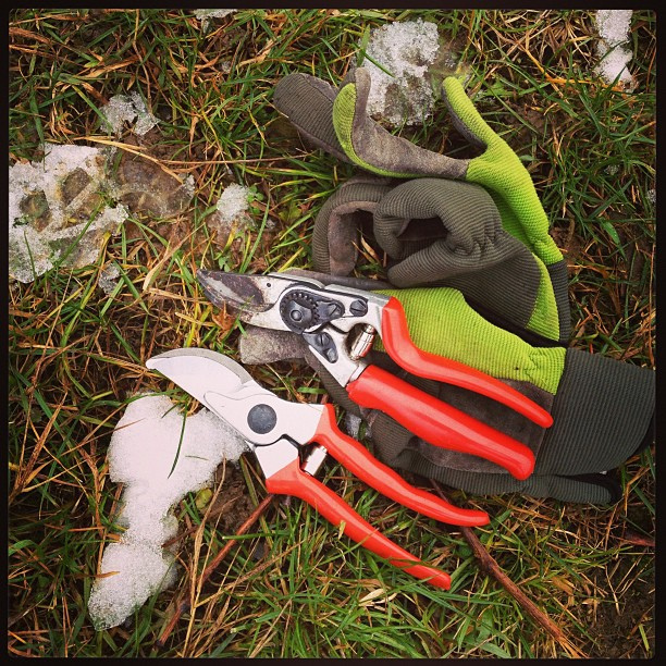 Pruning a fruit tree branch with bypass shears