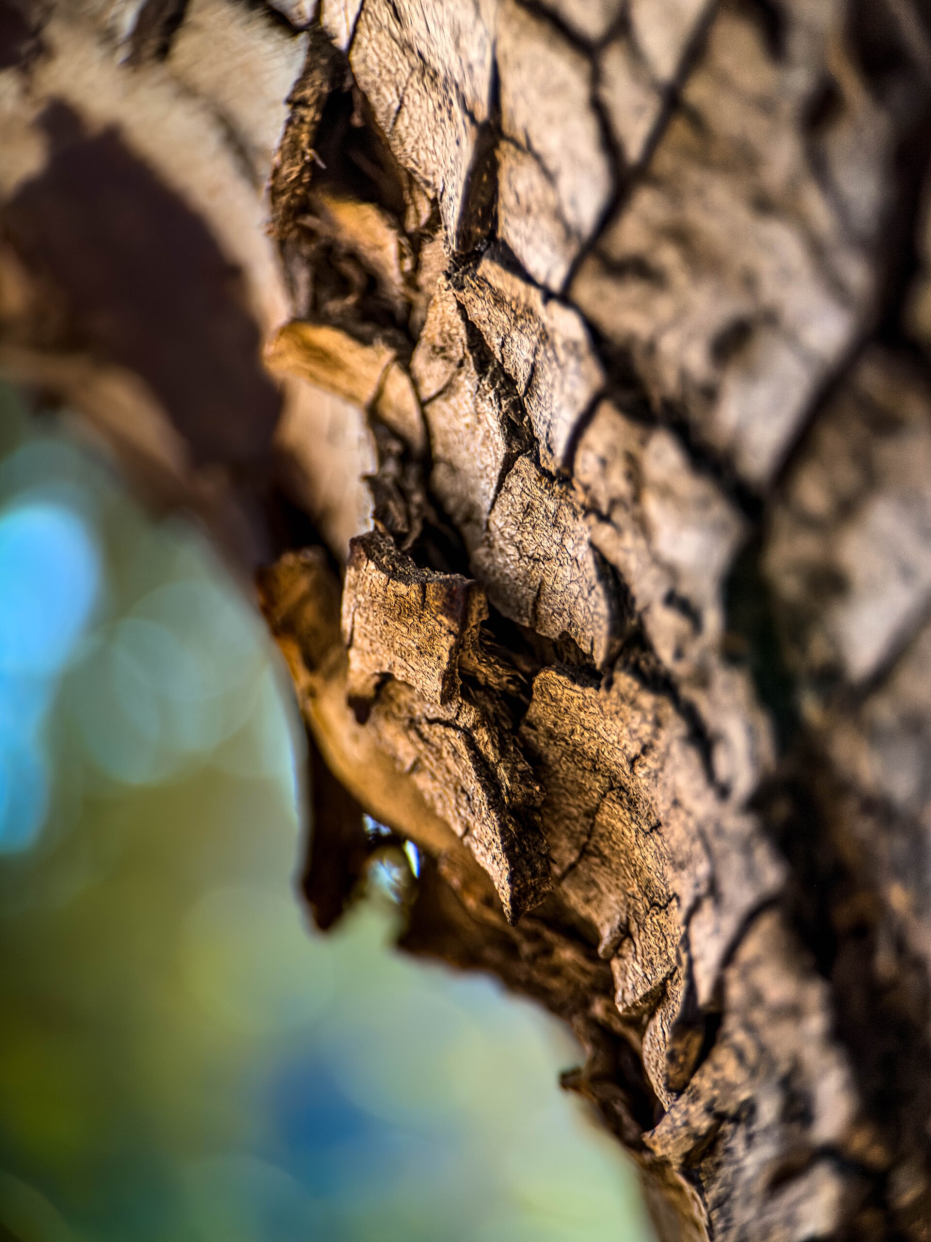 Close detail of tree bark texture