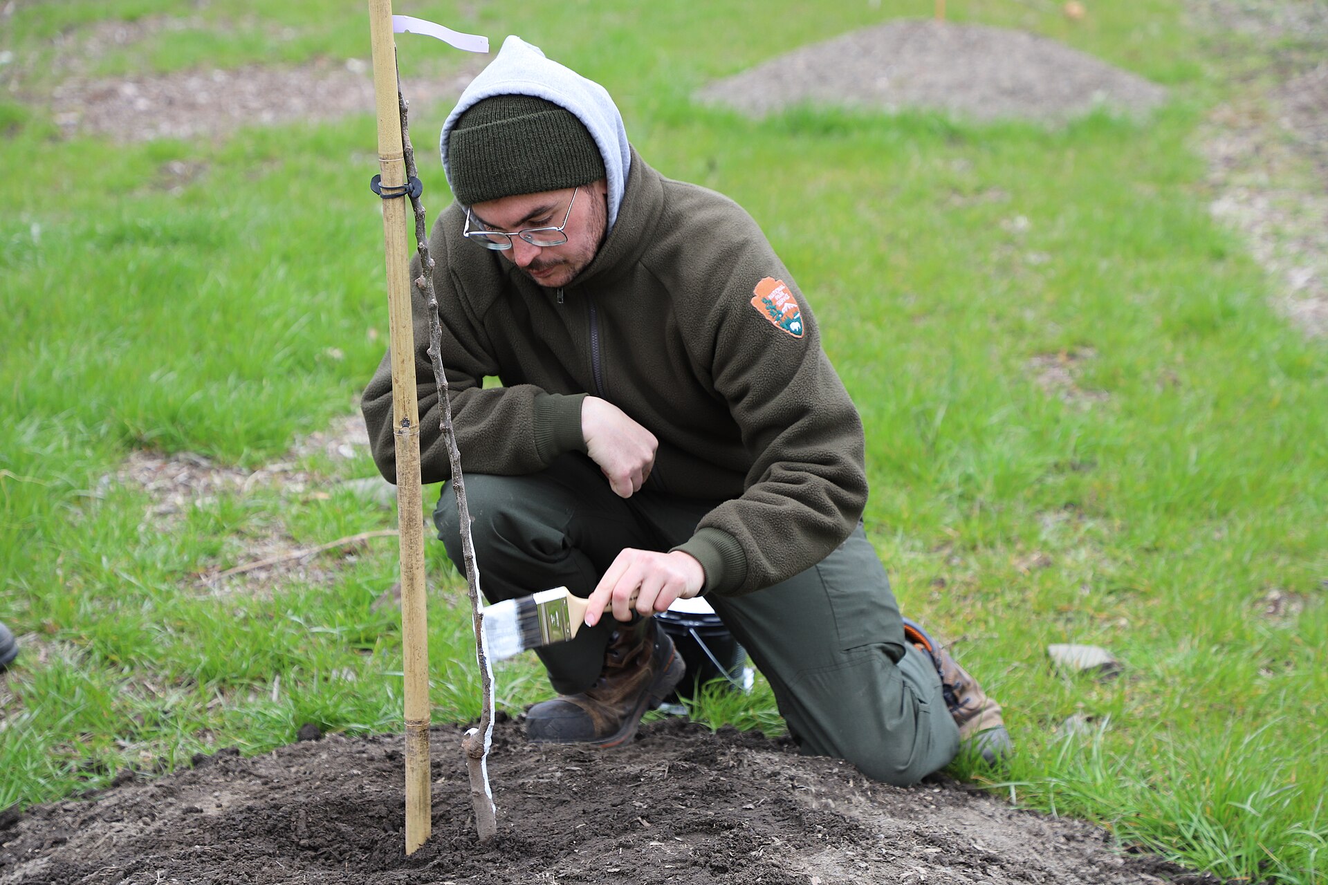 Painting tree trunk white for sun protection