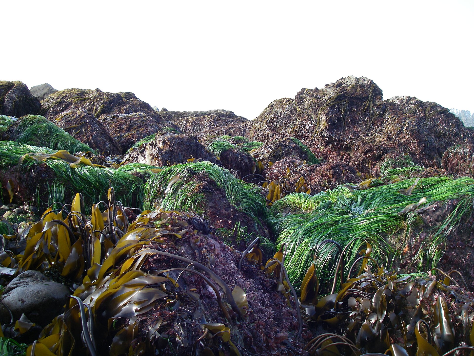 Kelp and seaweed on the coast
