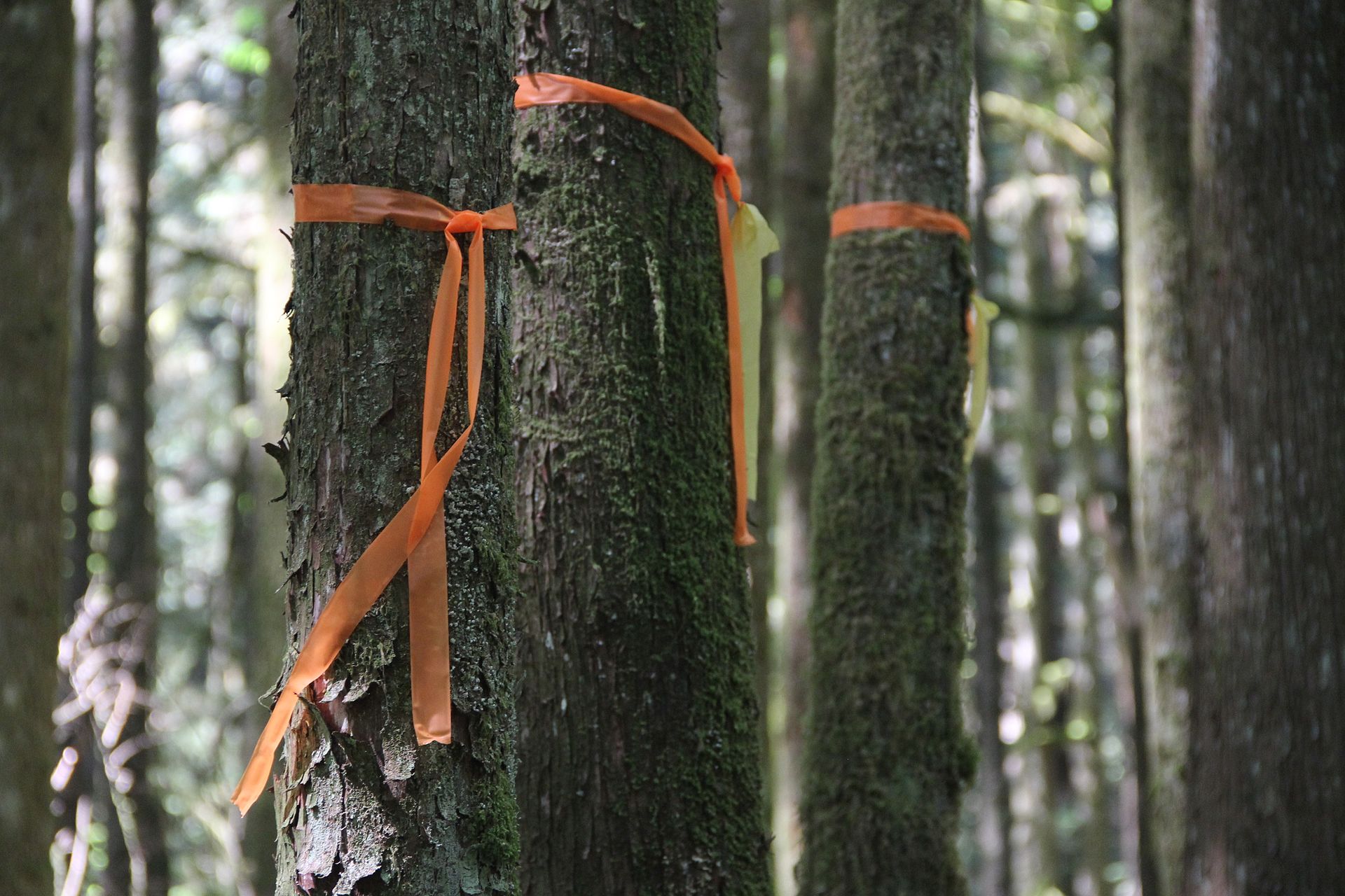 Colored flagging tape on a tree branch