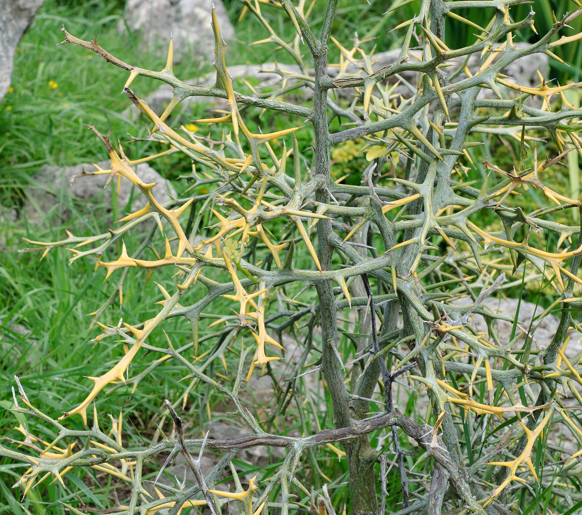 Trifoliate orange leaves showing three distinct leaflets and thorns