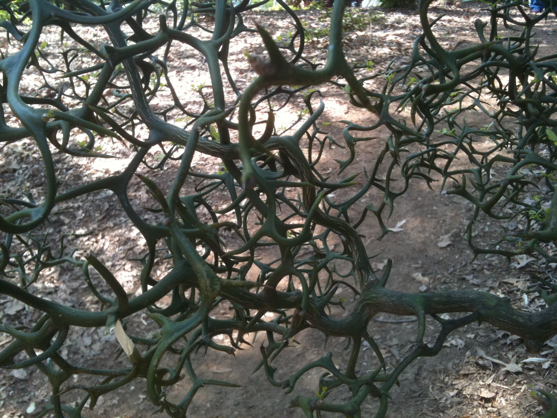 Close-up of trifoliate orange stems showing vicious thorns